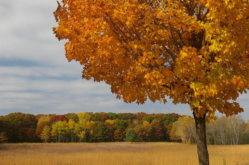 Fall Leaves at Tamarack.JPG